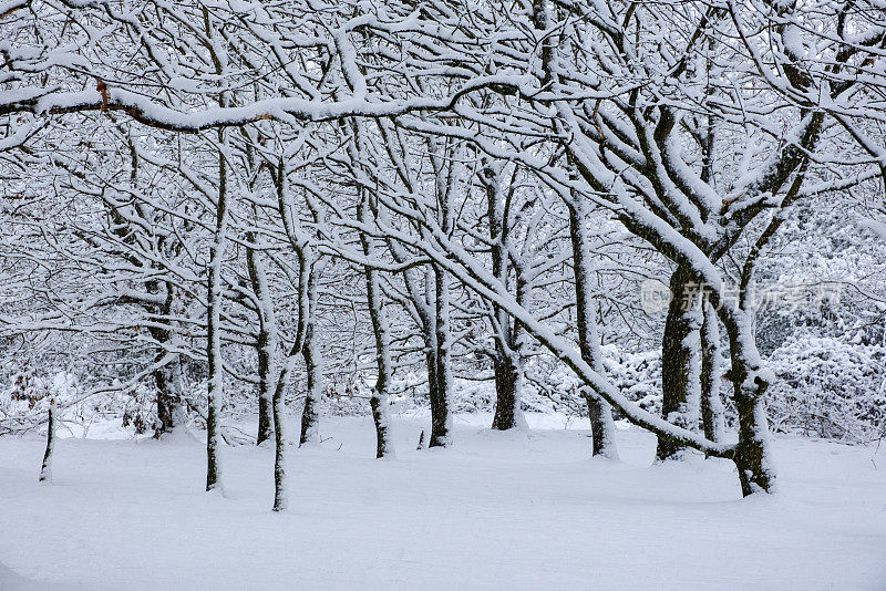 英国，落叶林里覆盖着积雪的树木