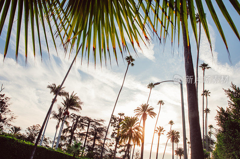 美国洛杉矶好莱坞高高的棕榈树