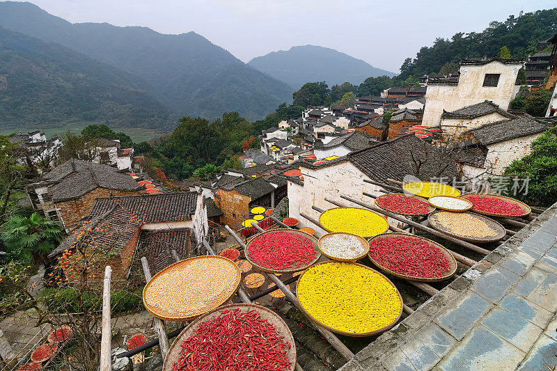 在婺源村晒辣椒和菊花