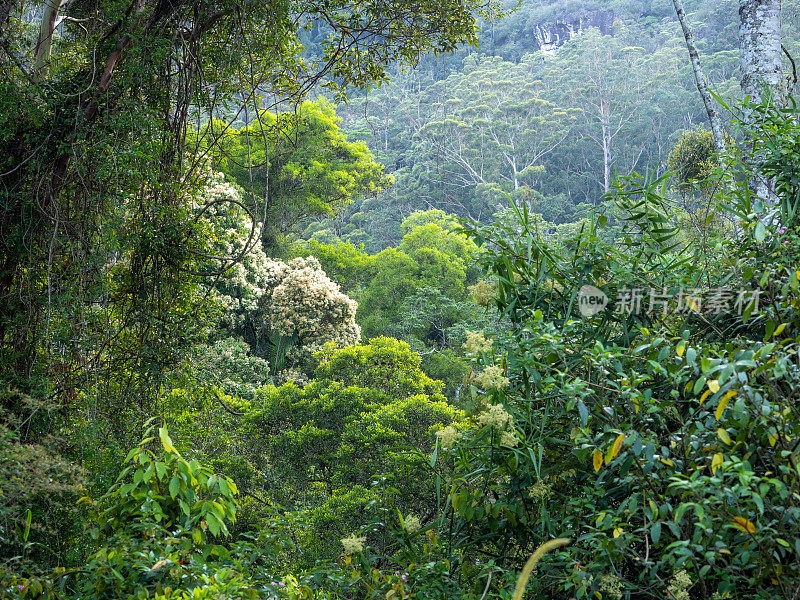 Huonbrook山谷雨林