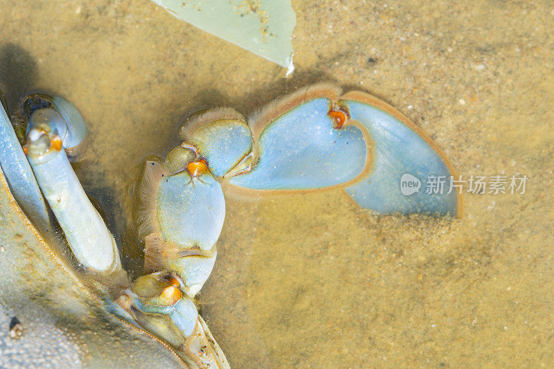 巴塞罗那加瓦海滩上的大西洋蓝蟹