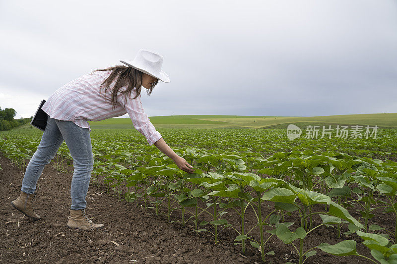 农妇在农田中间用药片检查向日葵。散步和检查植物。农业职业。