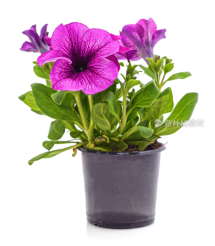 花盆里的紫色矮牵牛花。