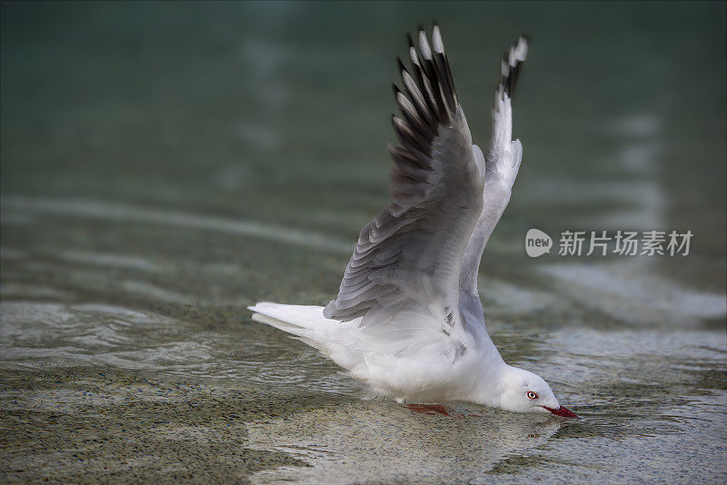 海鸥游泳