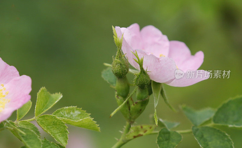 甜石楠玫瑰(蔷薇红蔷薇)花