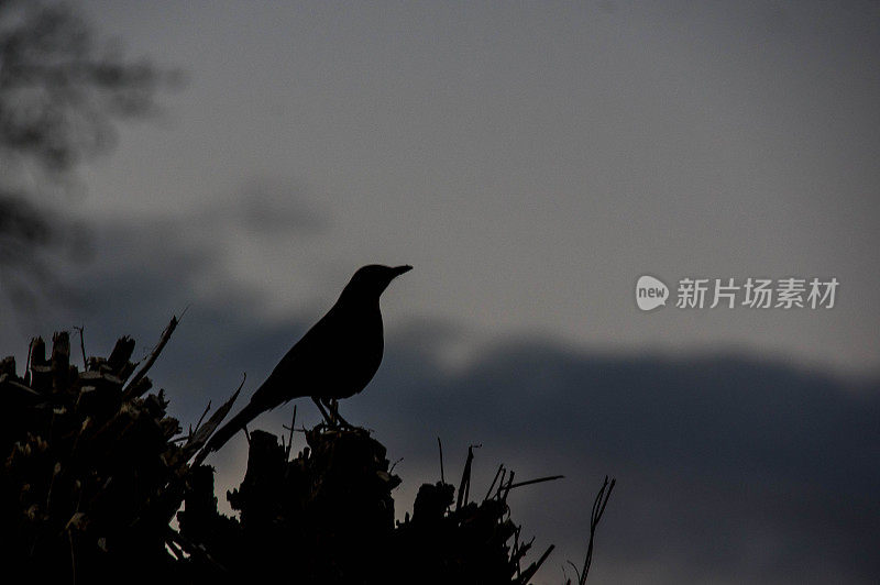 黑鸟在树顶