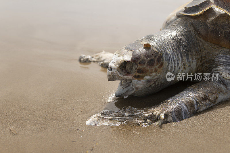 海边的海滩上有一只死海龟。