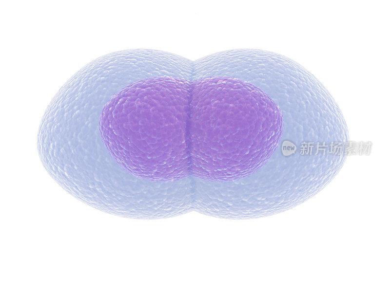 在白色背景上分离的人类卵细胞的高度详细图像。