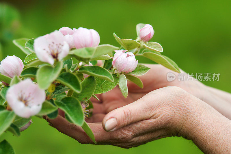 女性手中握着梅花