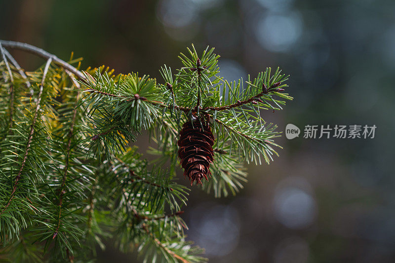 树枝上的松果