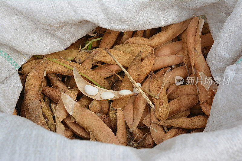 白芸豆。特写大白豆在一个开放的豆荚和干豆荚在一个开放的袋子。