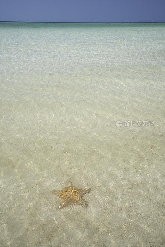 加勒比海的海星，Holbox岛