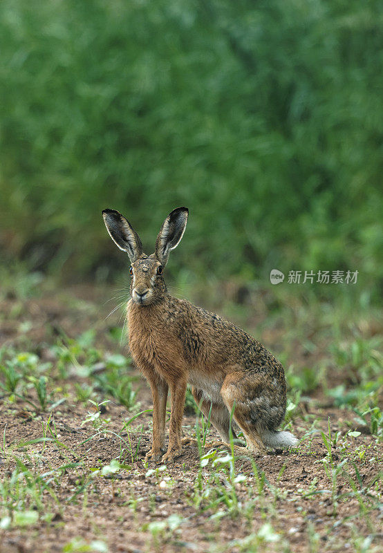 欧洲野兔