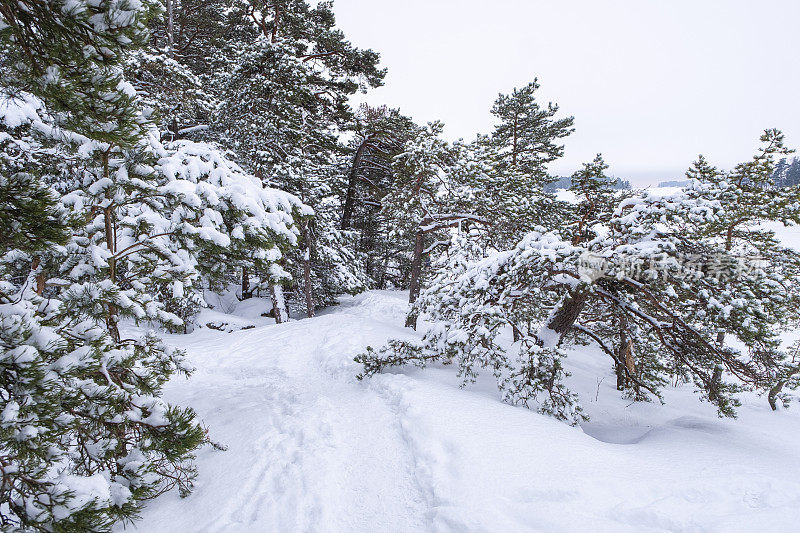 冬天的风景。雪覆盖了松树和云杉的枝头，雪中漫步。北欧的冬季。