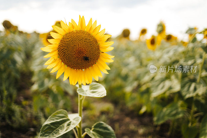 向日葵头上的大黄蜂