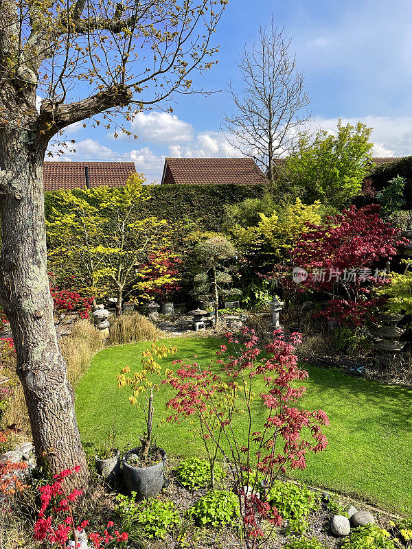 充满活力的草地花园草坪草在春天的阳光和树荫，景观家庭后花园，英国橡树(栎树)，多云的蓝天