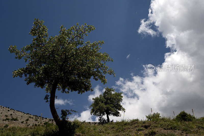 两棵树朝着多云的天空