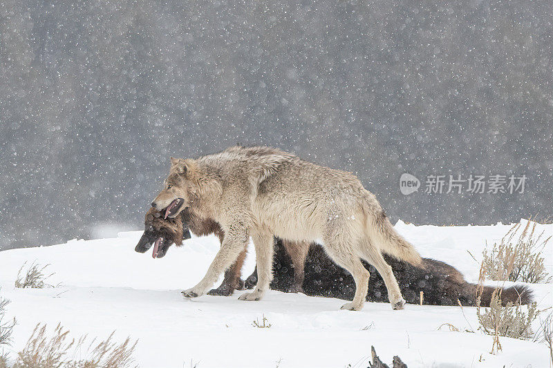 黄石国家公园里，马鹿的狼在雪地里挤作一团