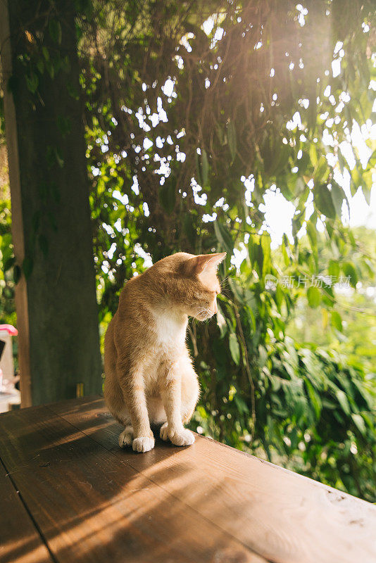 这只懒惰的橙色猫正在桌子旁睡觉