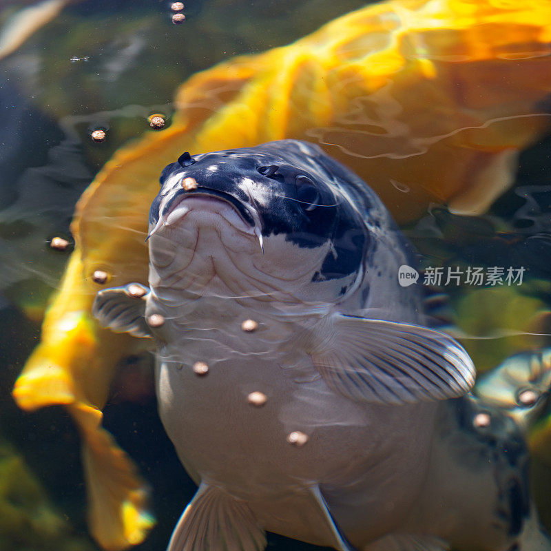 鲤鱼游到水面觅食的特写镜头