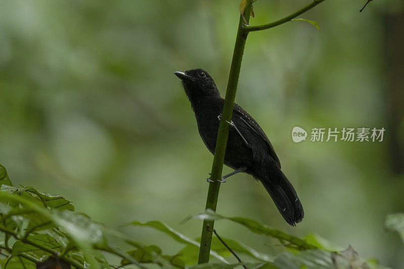 鸟栖息在树上的特写镜头