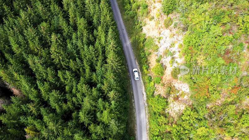 穿越森林的公路旅行