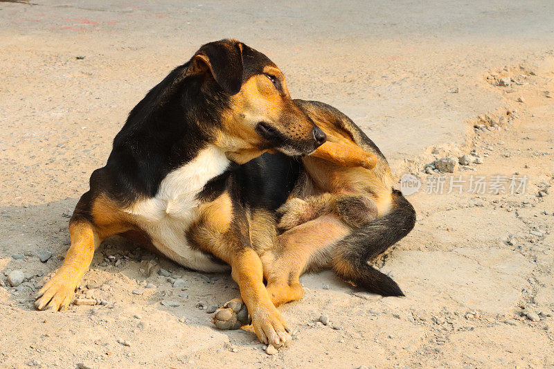 野生的，迷路的，黑色和棕色的狗躺在印度的人行道上用后腿抓跳蚤，杂种狗坐在那里自我清洁，新德里，印度