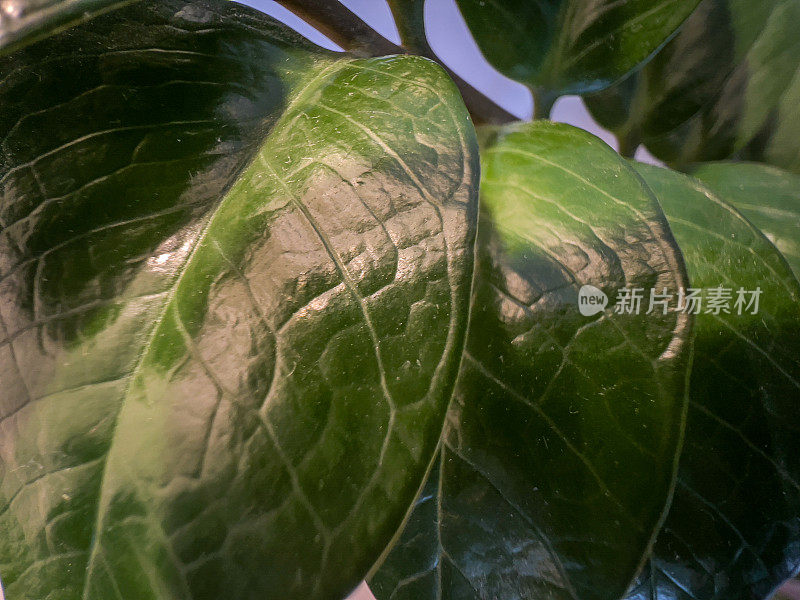 一种室内植物的绿叶特写。