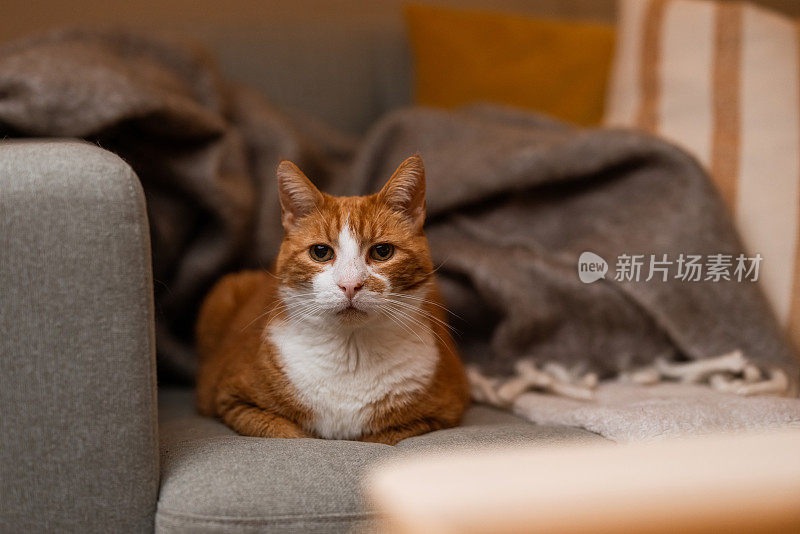 可爱的姜猫在沙发上放松