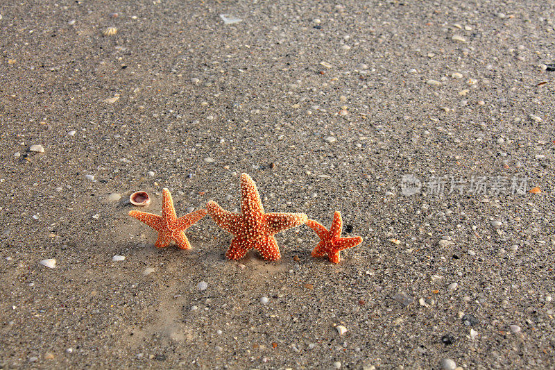 热带海滩上海星一家人的概念度假近照