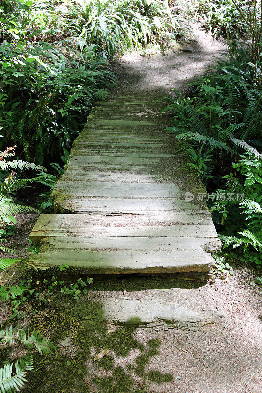 一座破旧的木桥，位于太平洋西北部的一条步行小径上