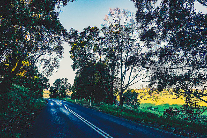 开车穿过澳大利亚的森林和田野。
