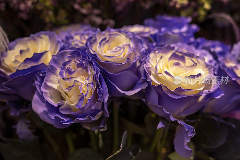 有紫黄色花瓣的玫瑰
