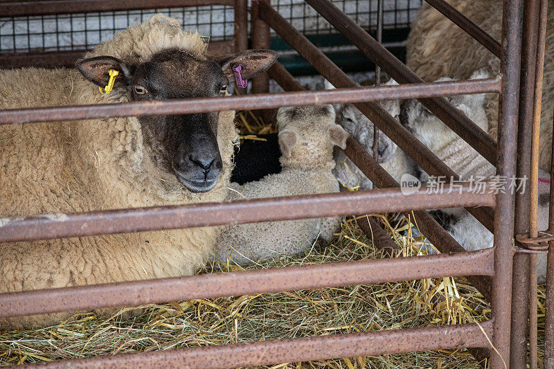 刚出生的小羊羔和它们的妈妈在谷仓外盖着稻草的围栏里