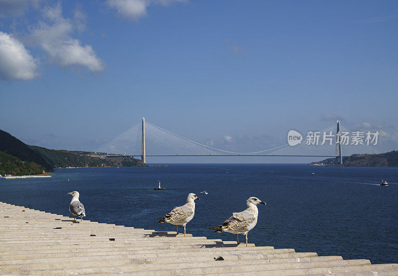 海鸥与亚乌兹苏丹塞利姆桥的背景。土耳其伊斯坦布尔