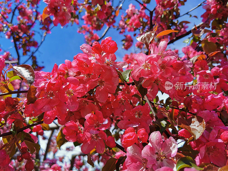 苹果树在早春雨后开花。