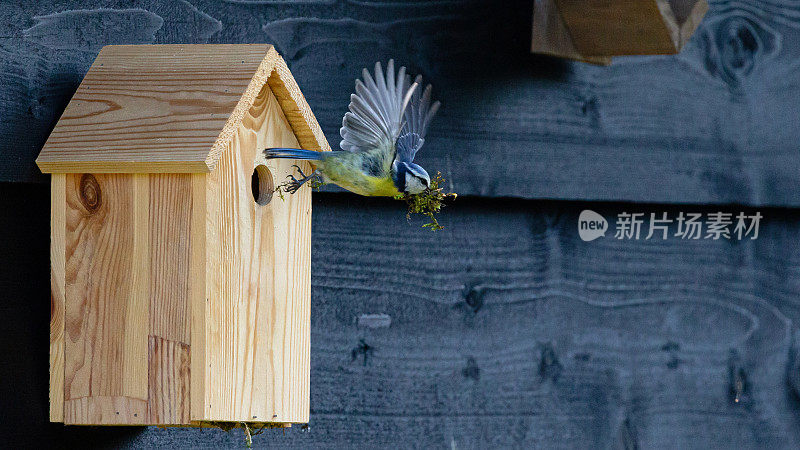 欧亚蓝山雀在飞翔，留下一个木制的巢箱