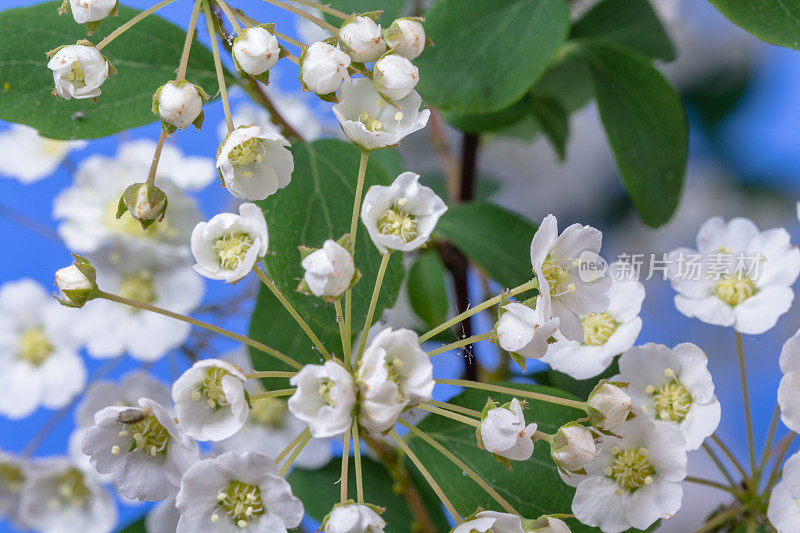 照片上的一棵荆棘树花生长在蓝色的背景。山楂盛开的花朵。