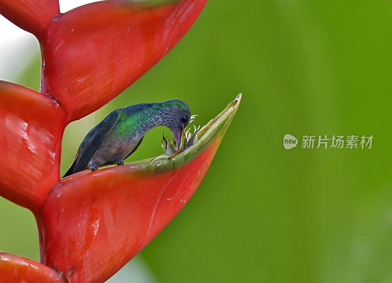棕尾蜂鸟栖息在向日葵花上