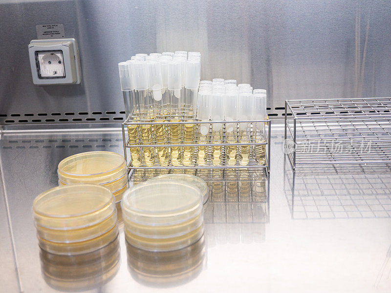 在实验室检查抗生素的培养皿的特写镜头。