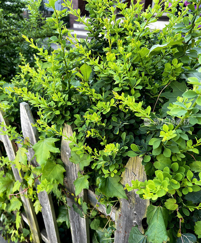 篱笆中生长的日本小檗和杂草