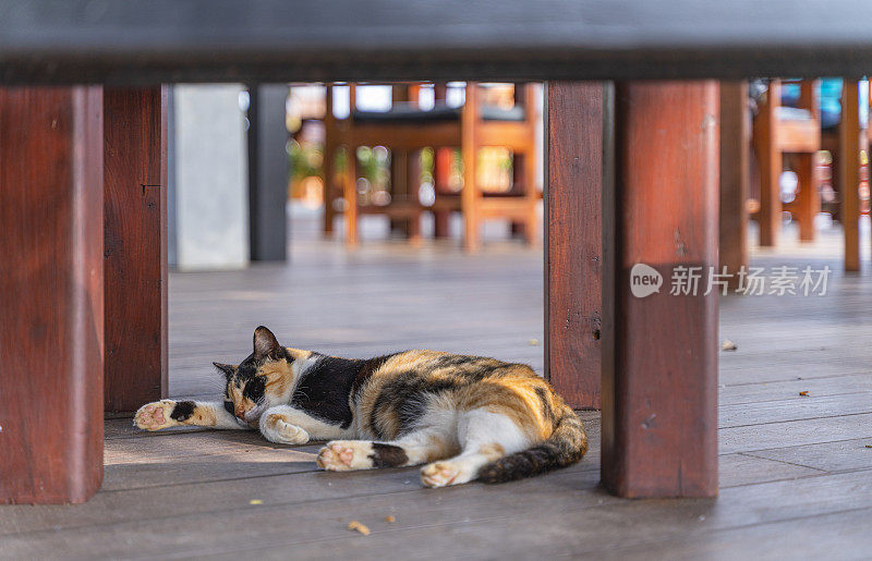 斯里兰卡，南亚一家露天咖啡馆的餐桌下，一只白花猫正睡在木地板上。