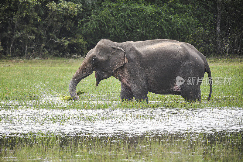 斯里兰卡威尔帕图国家公园的一头亚洲象