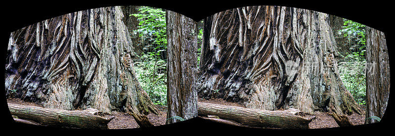 巨大的红杉树干，红杉国家公园，加州立体VR