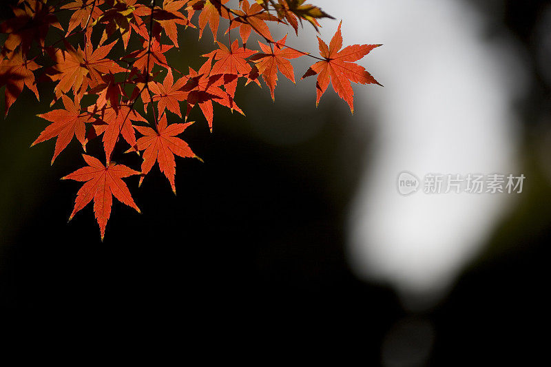 黑色背景下的日本枫叶