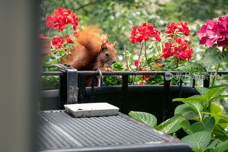 在一栋公寓楼的城市阳台上，一只红毛松鼠在花盆间穿梭