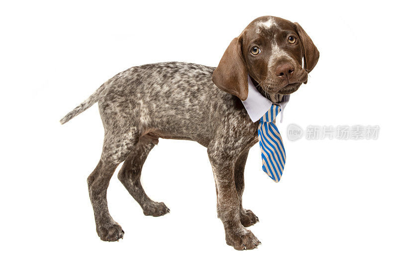 9周大的德国短毛猎犬打着领带