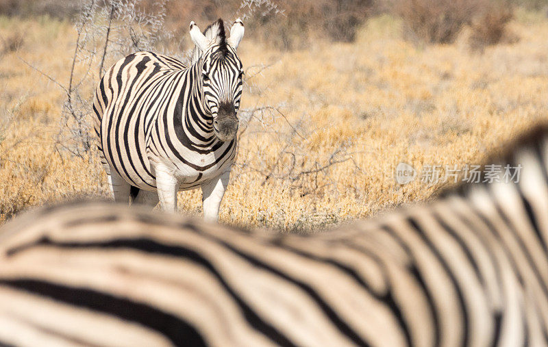 纳米比亚库内内地区埃托沙国家公园的斑马