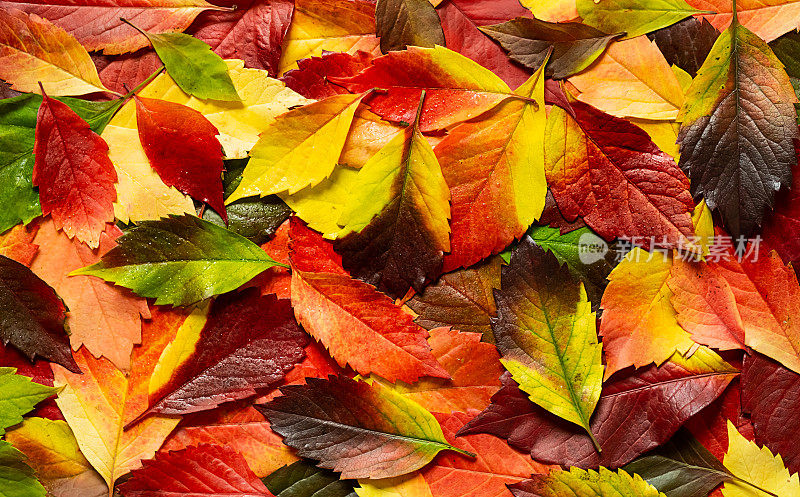潮湿的秋色树叶背景。落叶带着雨滴。