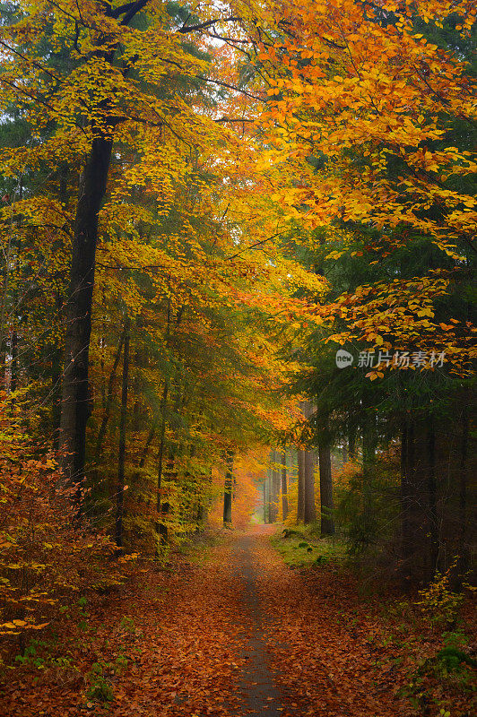 秋天穿过山毛榉和松树林的小径